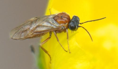 Réf. 322 465 : Periclista albida